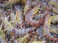 Langostinos de Trasmallo